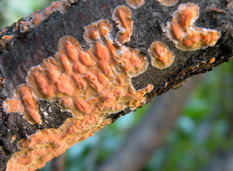 Peniophora aurantiaca?